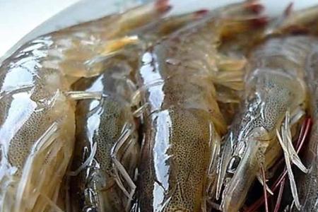 活虾不处理可以直接煮吗
