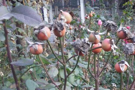 月季花的果实是什么果