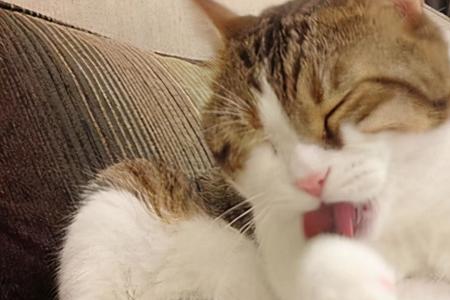 猫咪上完厕所不舔怎么办