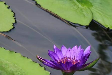 蓝莲花原唱崔伟立