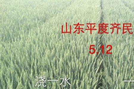 石新6171小麦抗盐碱吗