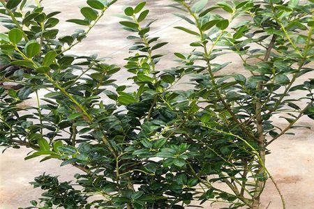 满堂红基础80厘米高可以造四层吗