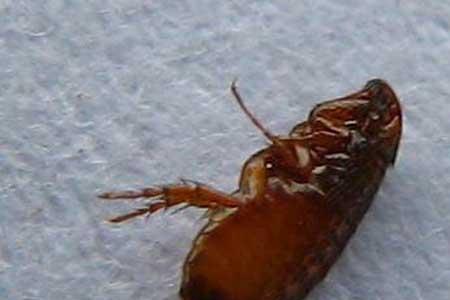 动物死后跳蚤会出来吗