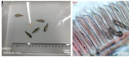 指环虫和三代虫最显着区别