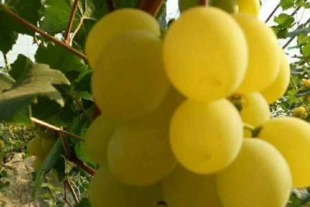 黄金蜜葡萄种植技术大全