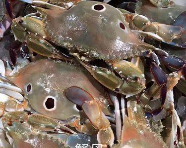冰鲜三点蟹还能吃吗