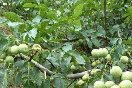 东北胡桃树属于保护植物吗
