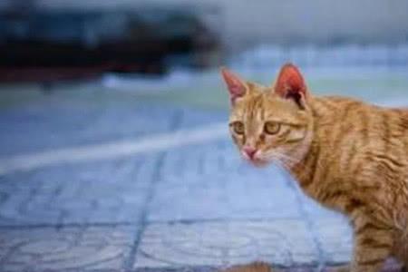 两只猫叫得很凄惨是为什么