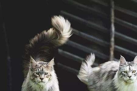 缅因猫的wcf标准
