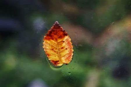 秋雨簌簌的意思