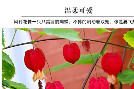 爬藤灯笼花怎么修剪