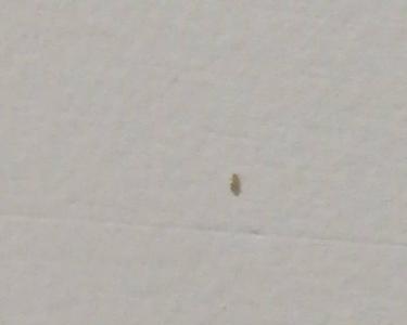 书桌上出现透明的小虫子