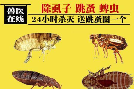 狗虱子怎样去根源