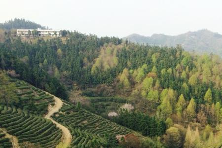 湖北红安茶有名吗