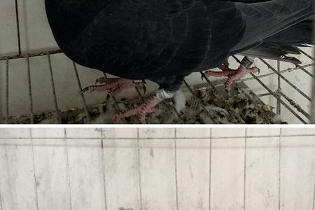 高飞鸽子怎么分雌雄