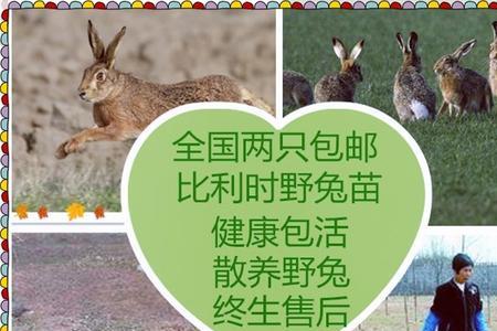 一亩地可以散养多少只兔子