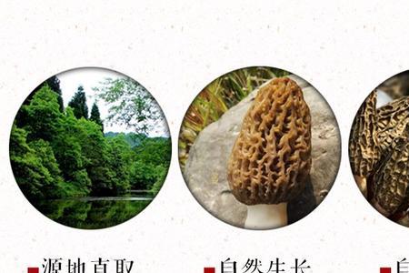 一家三口一年吃多少羊肚菌