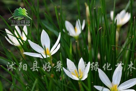 葱兰可以一棵变多棵吗