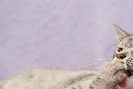 猫用自己的口水舔毛有细菌嘛