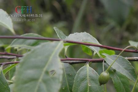称星木种植成本与利润