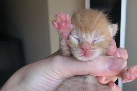 猫咪几月份生小猫最多