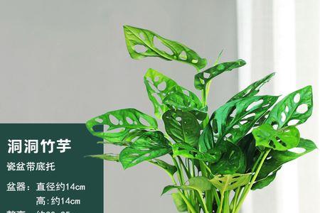 仙洞龟背竹可以用水苔养吗