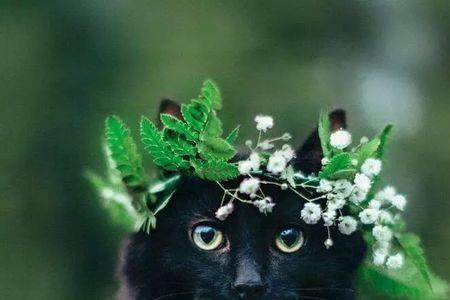 小猫头上开朵花啥意思