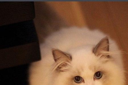 忘川布偶猫喜欢玩什么玩具