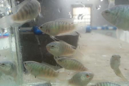 斗鱼为什么不需要氧气