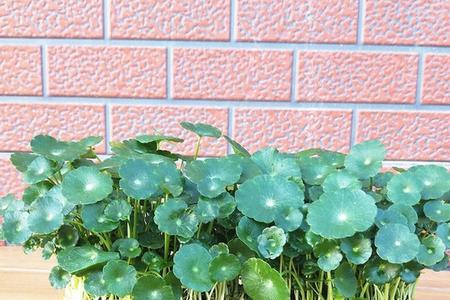 铜钱草水养需要加盐吗