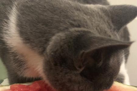 猫咪为什么不吃西瓜