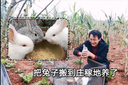 兔子可以露天散养怕吃雨水吗