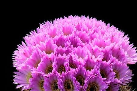 仙人掌开的花叫什么名字