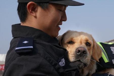 普通人可以训练出警犬吗