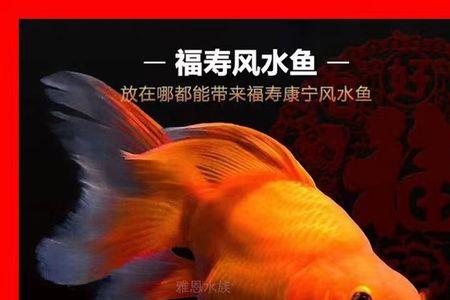 火红蝴蝶鲤怎么养