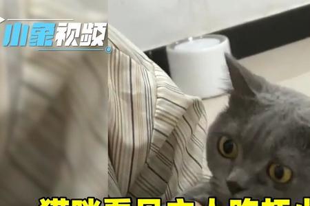 猫咪什么时候可以吃虾