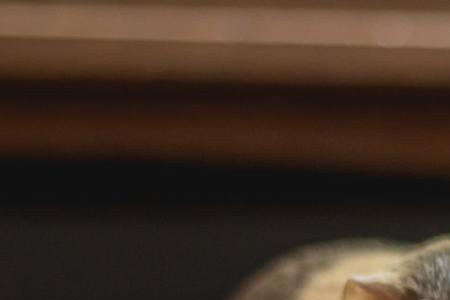 荷兰猪可以吃人吃的vc吗