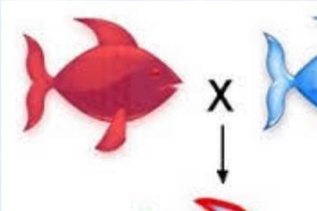 共显性的区别