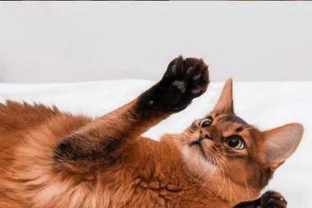 索马里猫有几种颜色