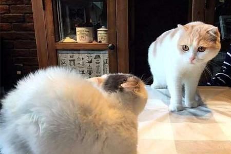 猫咪为什么边玩边叫