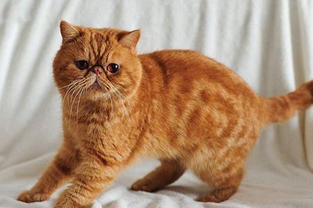 加菲猫和加菲猫能生出加菲猫吗
