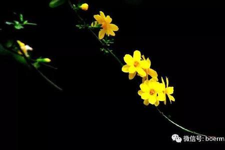 迎春花儿歌什么意思