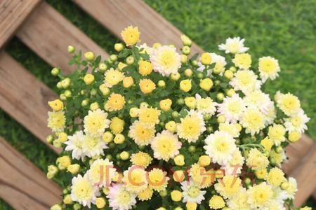 庭院小雏菊种植方法全过程