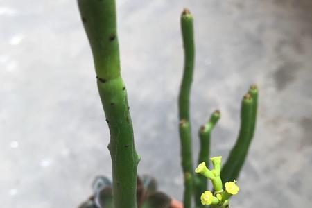 光棍树什么时候开红花