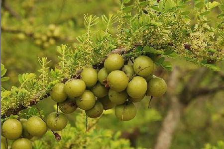 油甘果种植时间及方法