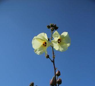 金葵优缺点