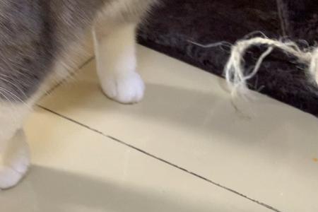 小猫护食呜呜叫怎么办