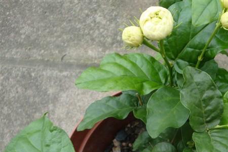 为什么茉莉花花苞还没开就变黄