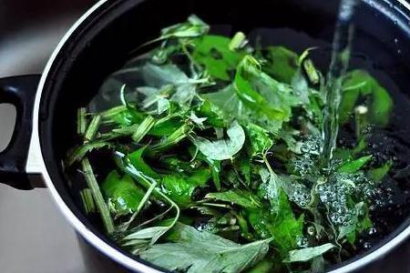 艾草吸引蛇是真的吗