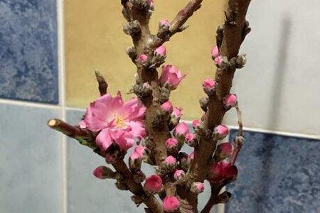桃花是单性花还是双性花
